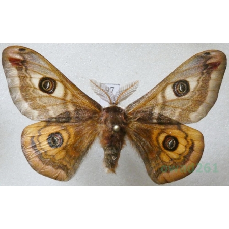 Saturnia pavonia (Linnaeus, 1758) male Pawica grabówka Czech97